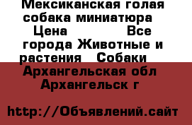 Мексиканская голая собака миниатюра › Цена ­ 53 000 - Все города Животные и растения » Собаки   . Архангельская обл.,Архангельск г.